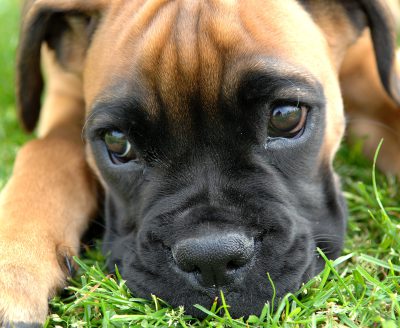 boxer